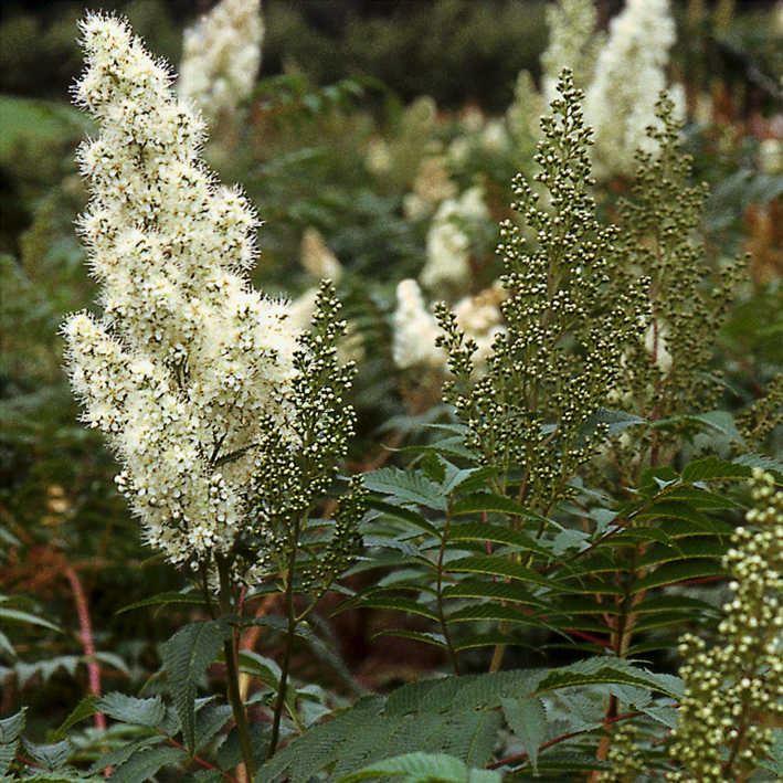 Sorbaria sorbifolia