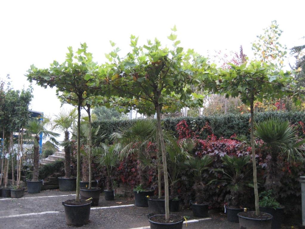 Platanus acerifolia