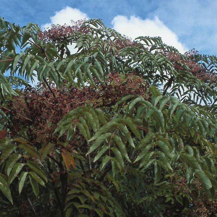 Aralia elata