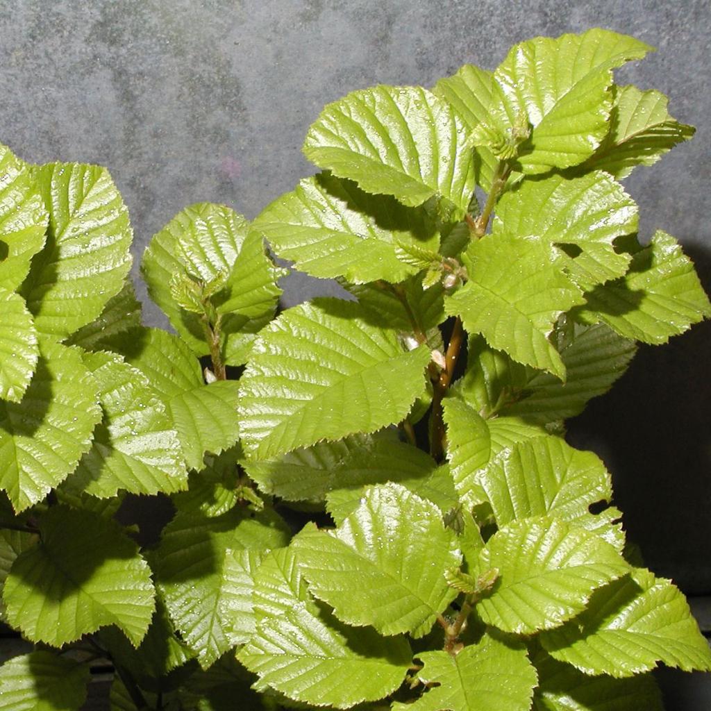 Betula medwediewii 