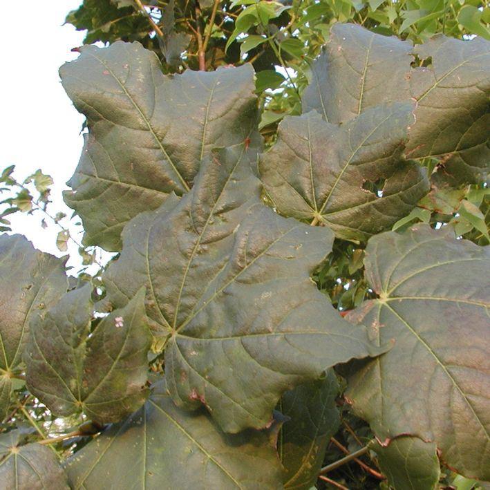 Acer cappadocicum