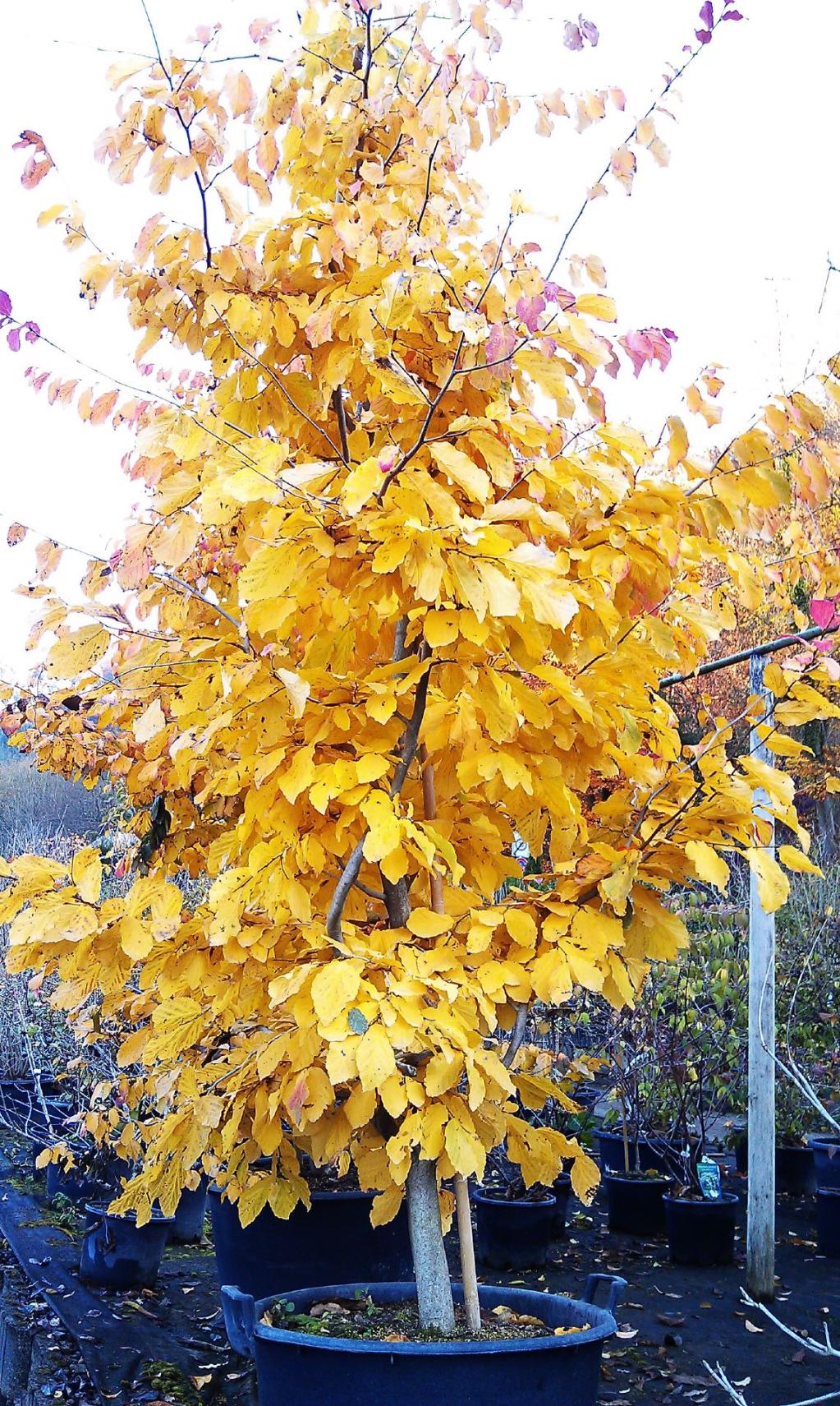 Parrotia persica  