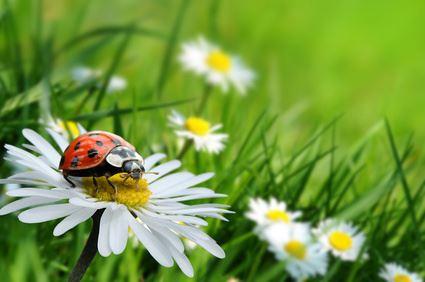 Wildblumen - Mischung zur Heckenuntersaat