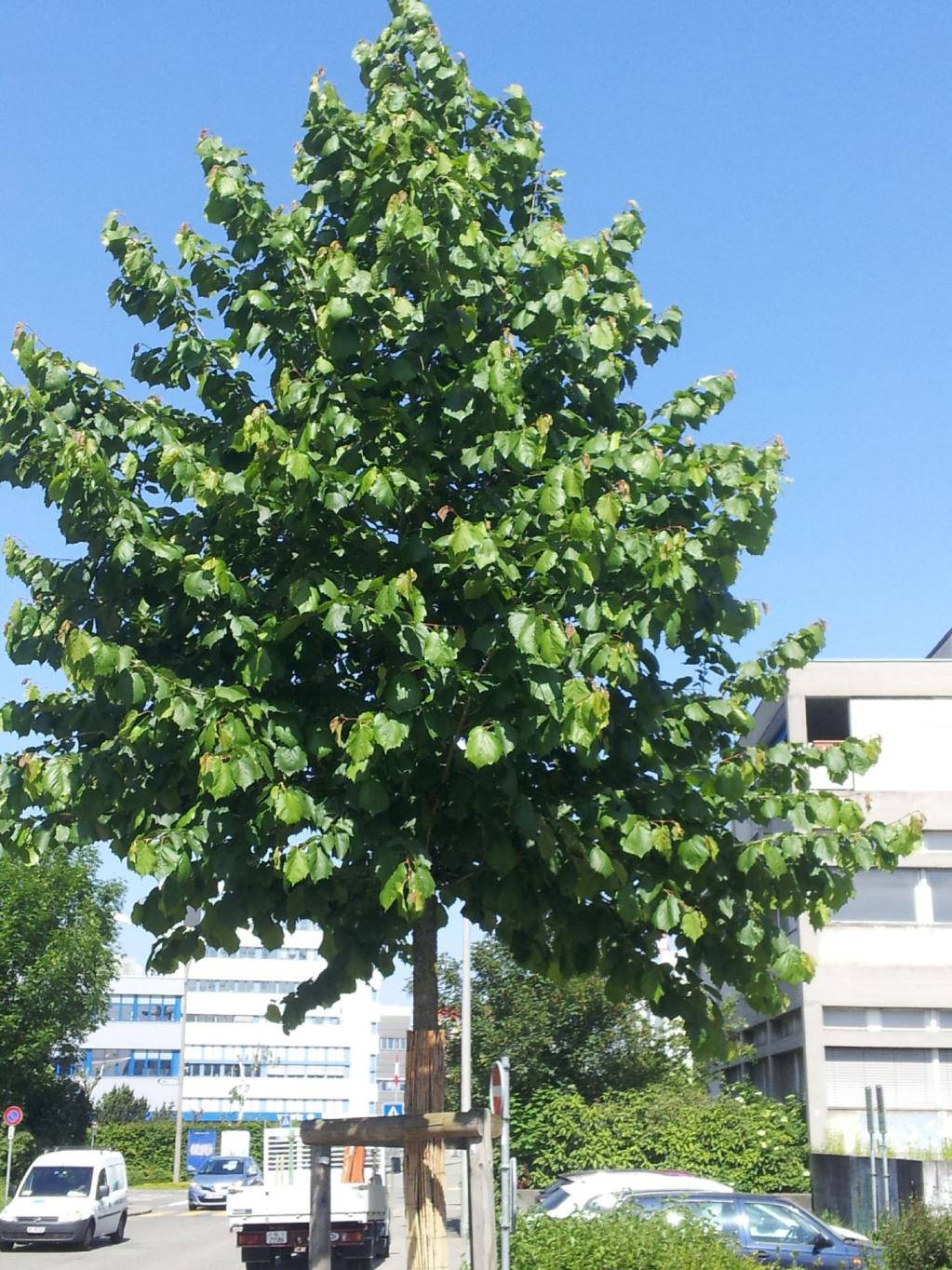 Corylus colurna
