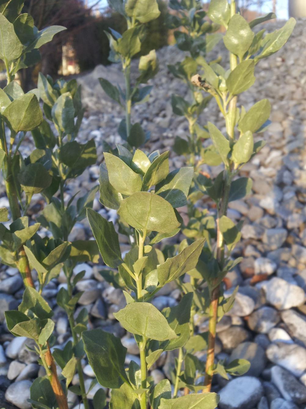 Atriplex halimus