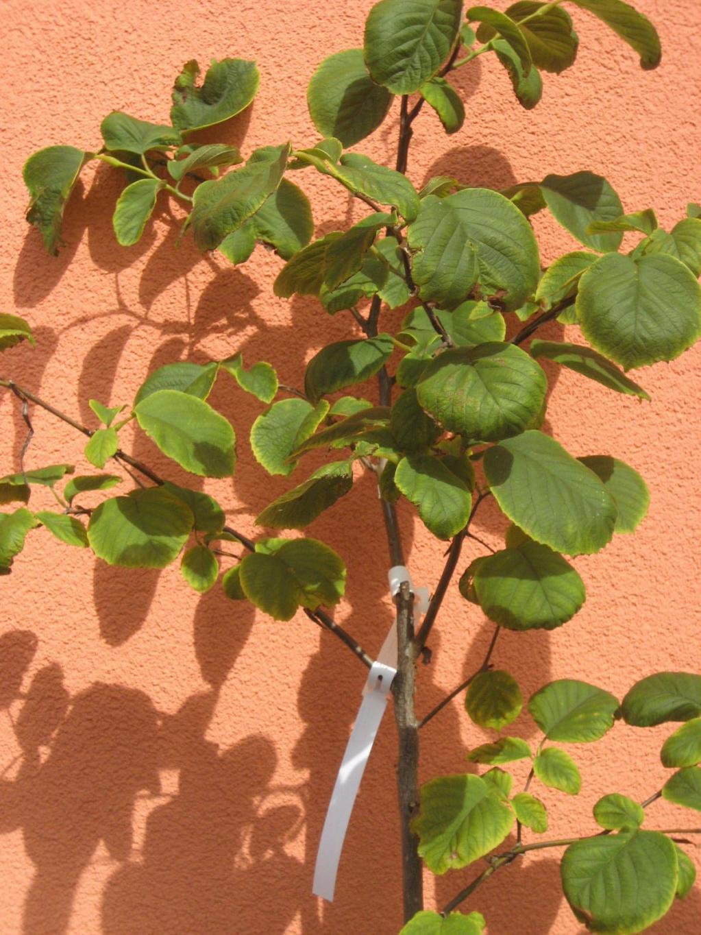 Storaxbaum