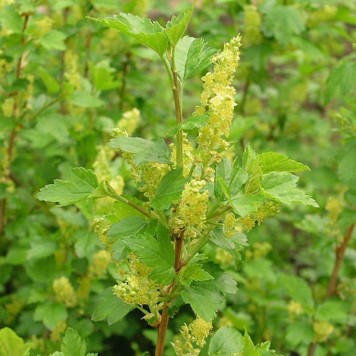 Ribes alpinum