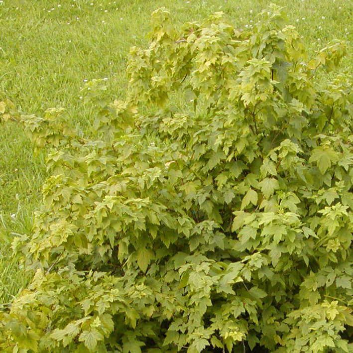 Ribes americanum