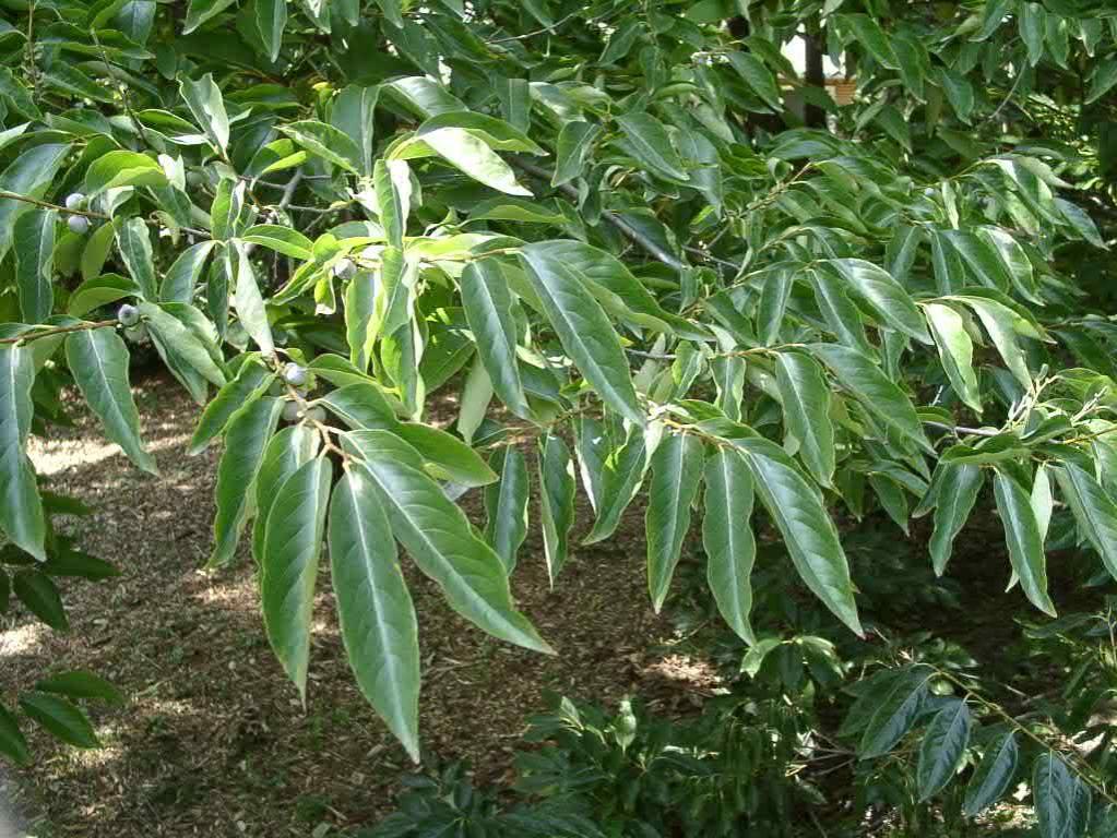 Lotospflaume