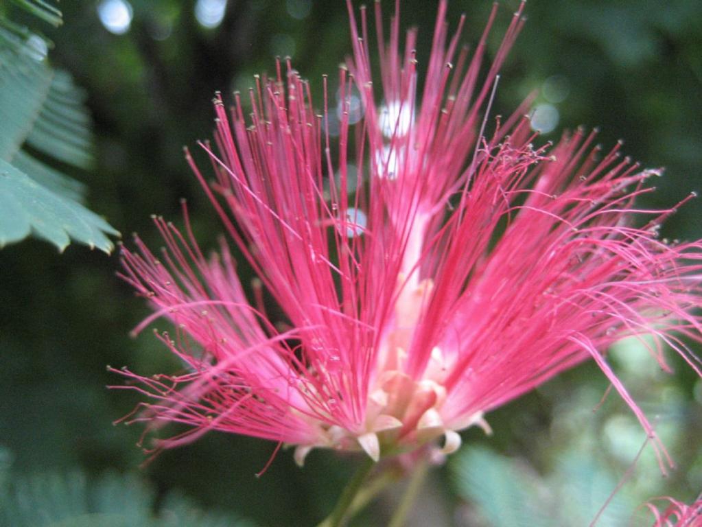 Albizia julibrissin "Summer Chocolate"