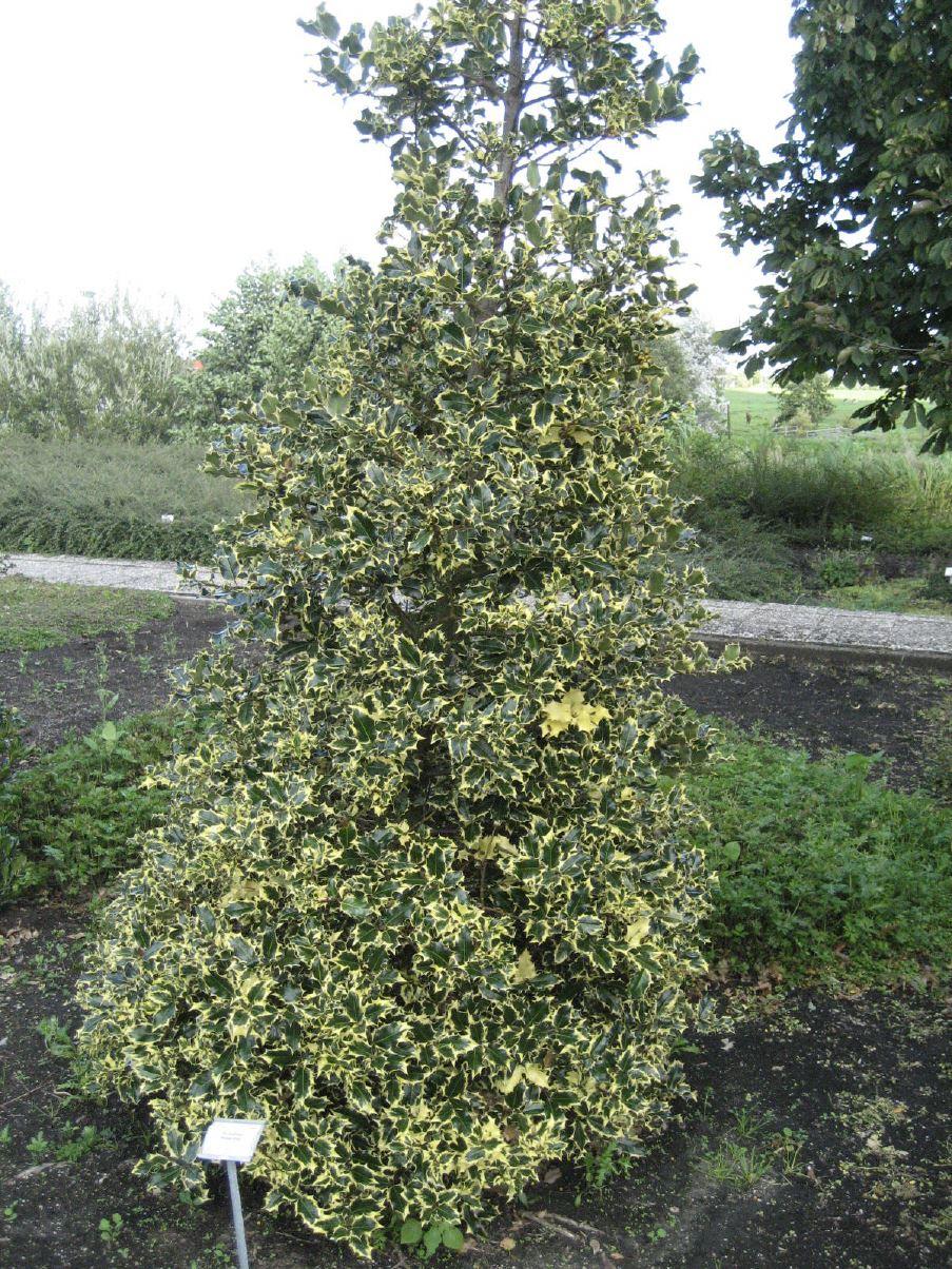 'Madame Briot'