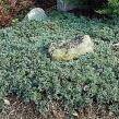 Teppich-Wacholder ´Wiltonii´
