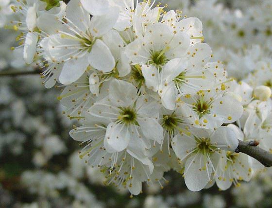 Prunus spinosa