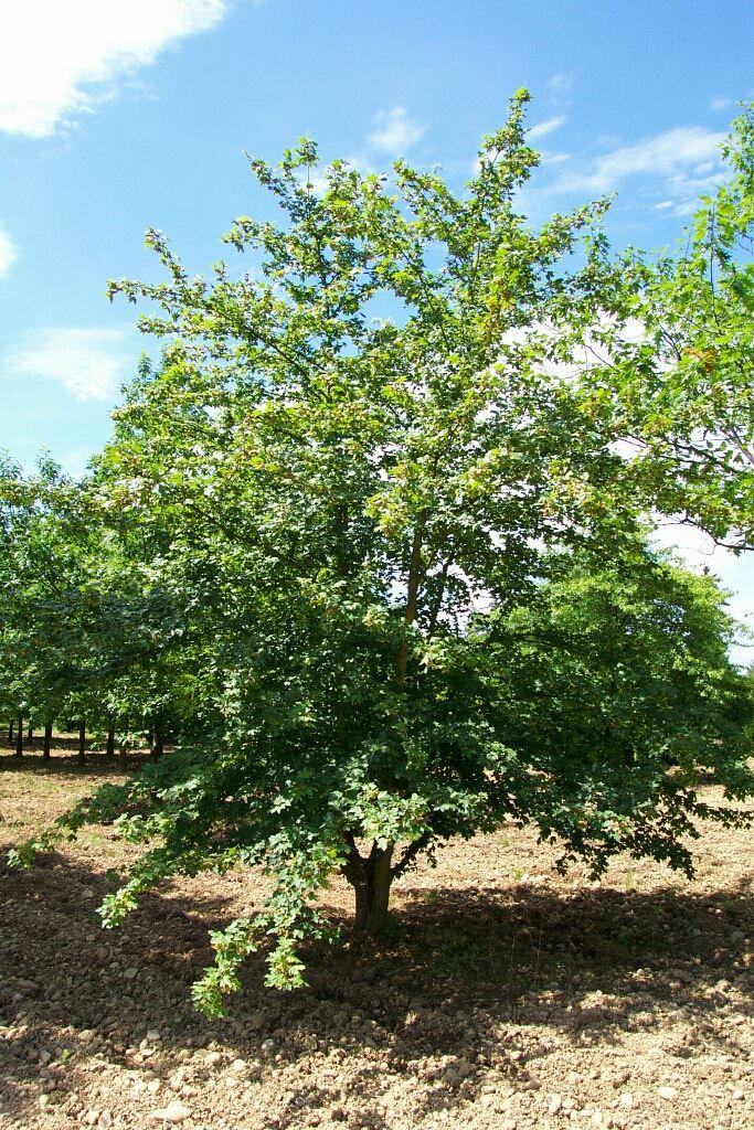 Acer campestre 