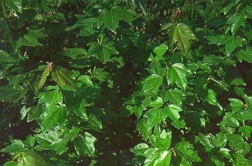 Acer buergerianum
