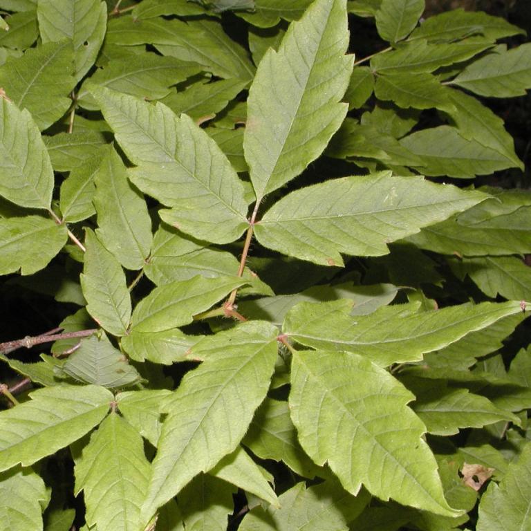 Acer triflorum
