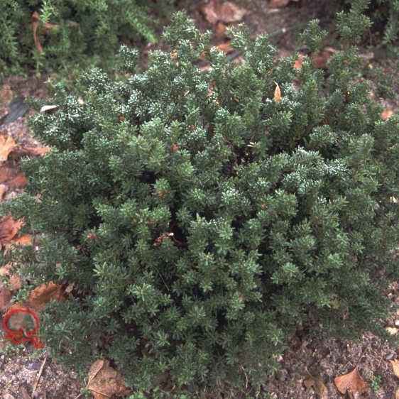 Podocarpus nivalis