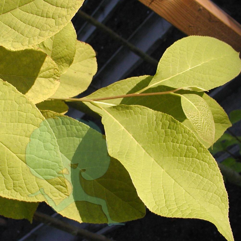 Pterostyrax hispida