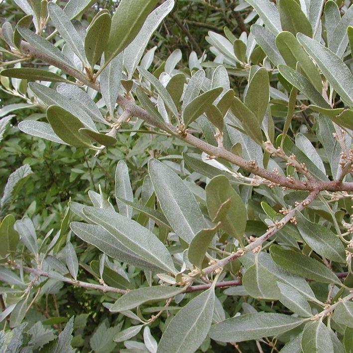 Shepherdia argentea