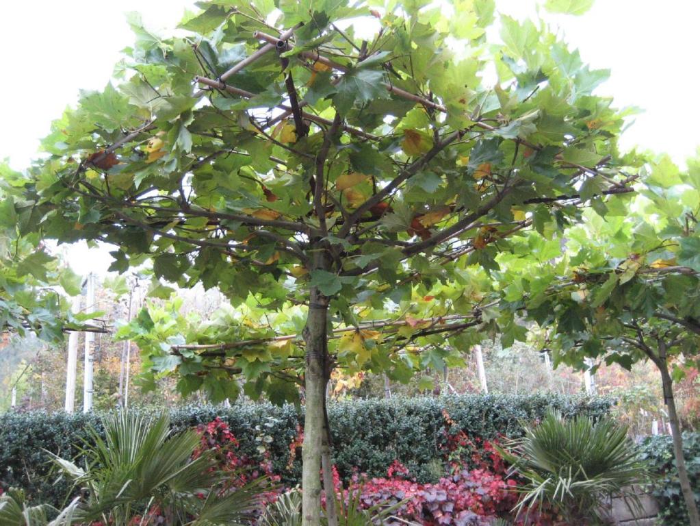 Platanus acerifolia