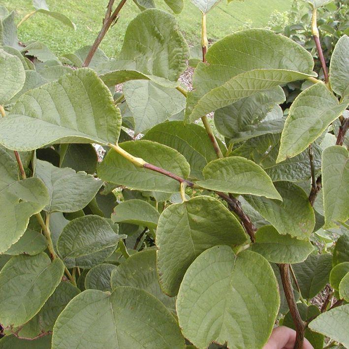 Styraxbaum