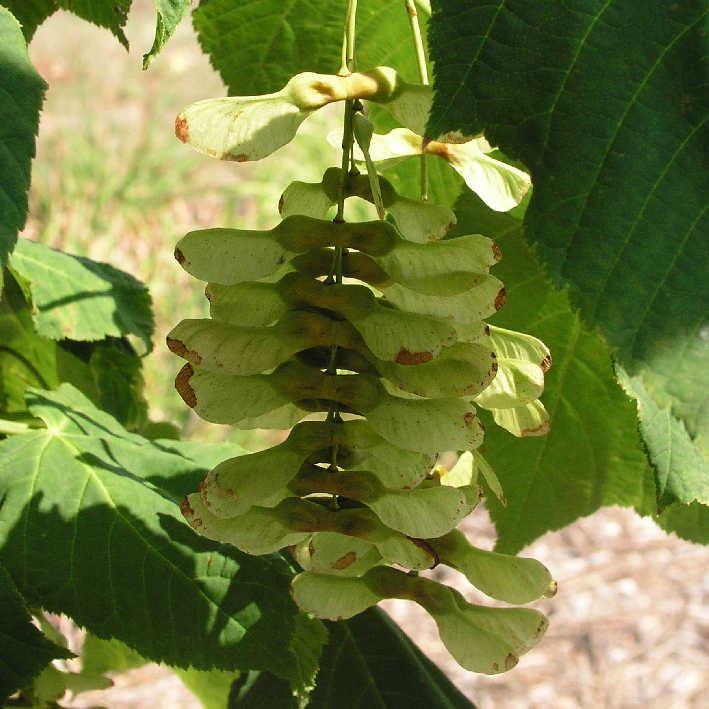 Acer tegmentosum