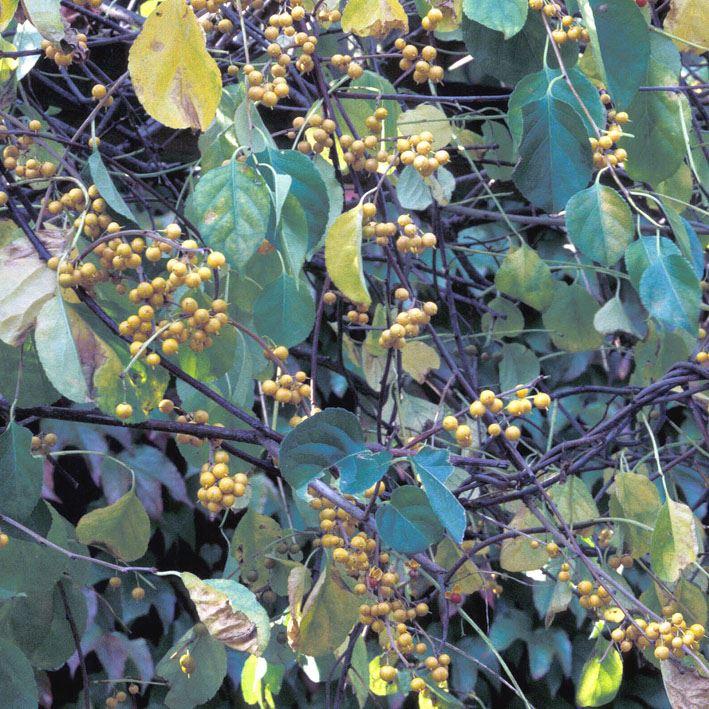 Celastrus scandens
