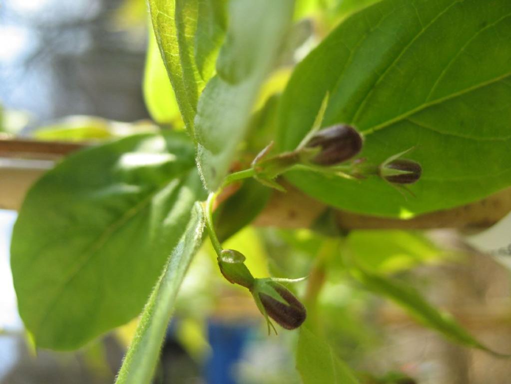 Dipelta ventricosa
