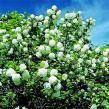 Gefüllter Schneeball  Viburnum opulus "Roseum"