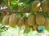Actinidia deliciosa 'Hayward'