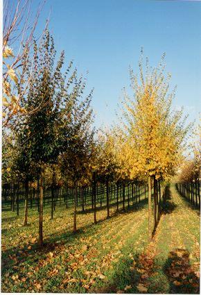 Feld-Ahorn