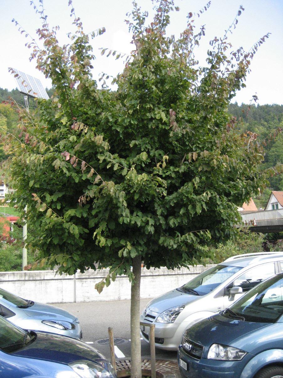 Parrotia persica