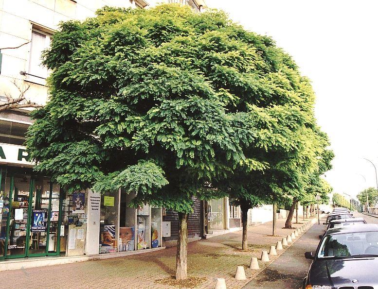 Kugelakazien
